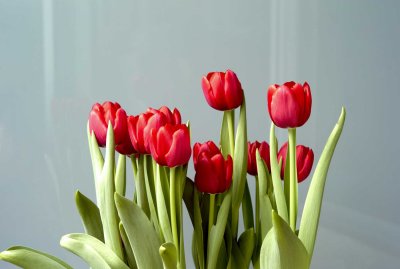 Tulips @f4 M8