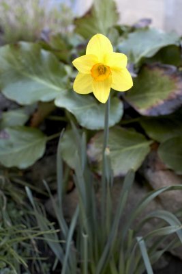 Daffodil @f2 & 30cm 5D