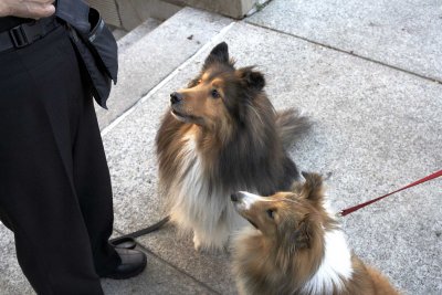 Two Shelties 5D