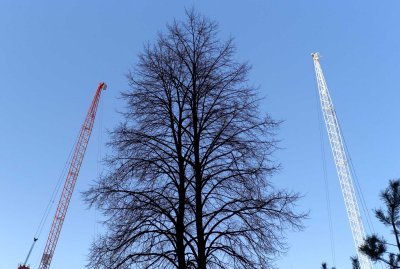 A tree and two cranes @f5.6 M8