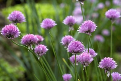 Chive's flowers @f5.6 KDN