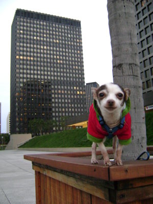 Christmas 2010 - Mimi wearing Christmas jacket