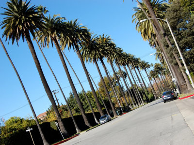 Beverly Hills palm tree lined street