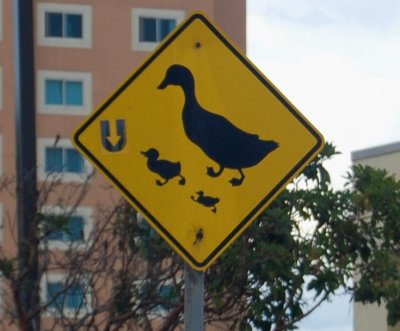 Goose crossing in Monterey, CA