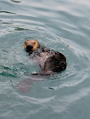 Monterey sea otter at Fisherman's Wharf