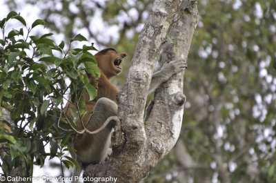 Proboscis Monkey