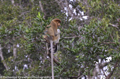 Proboscis Monkey