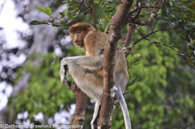 Proboscis Monkey