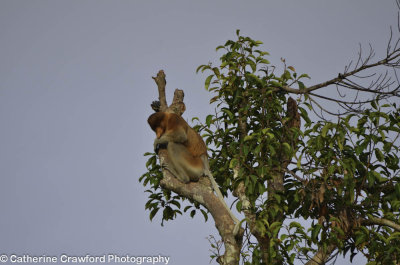 Proboscis Monkey