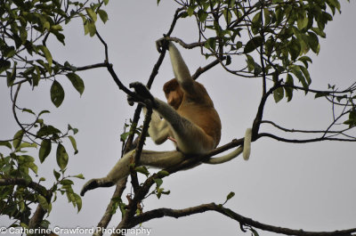 Proboscis Monkey