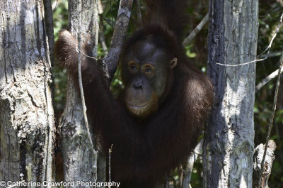 Orangutan