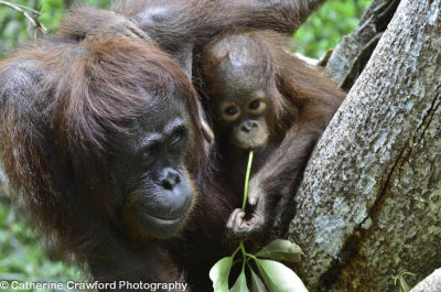 Orangutan