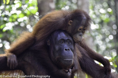 Best of Borneo