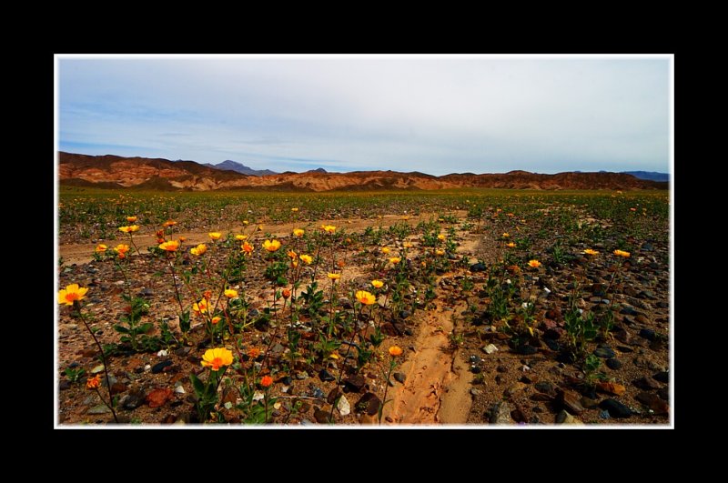 Valley Bloom II