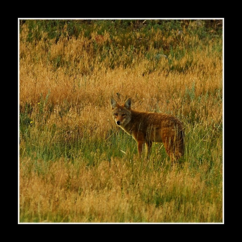 Coyote Summer