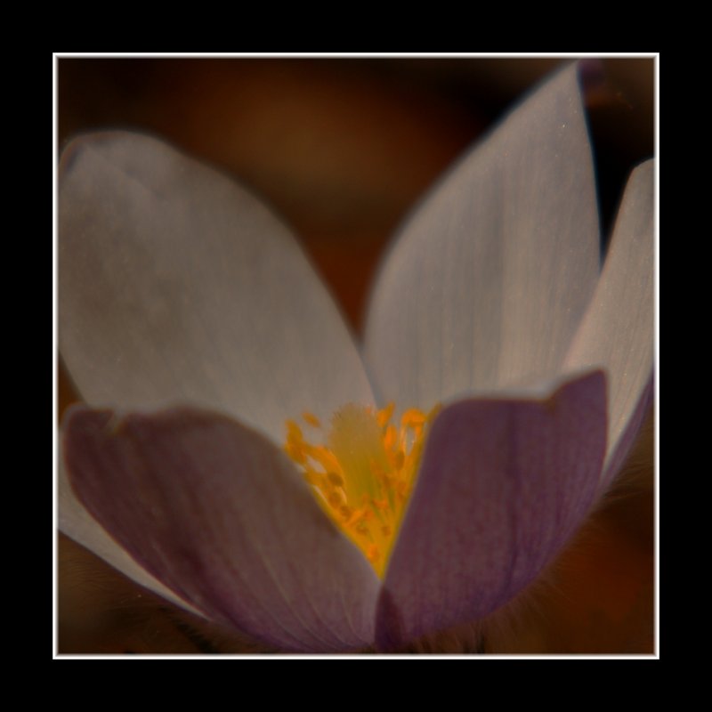 Pasqueflower