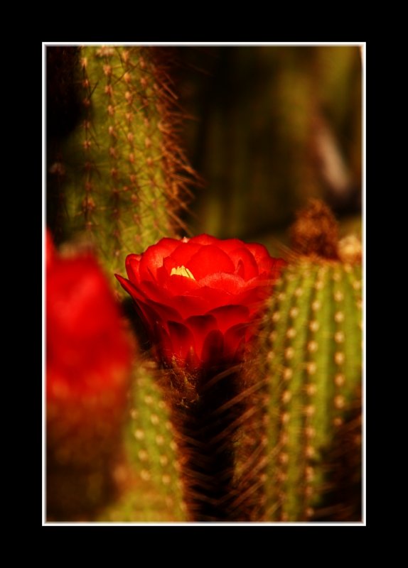 Cactus Beauty Hiding