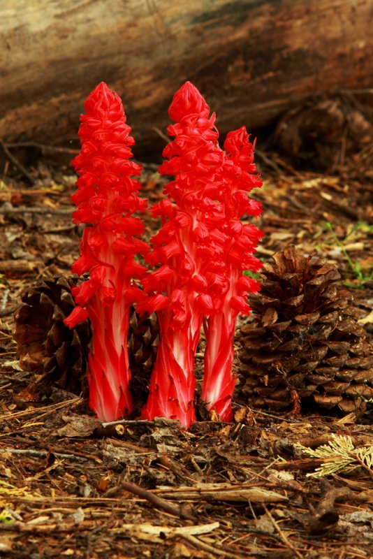 Red Beauties