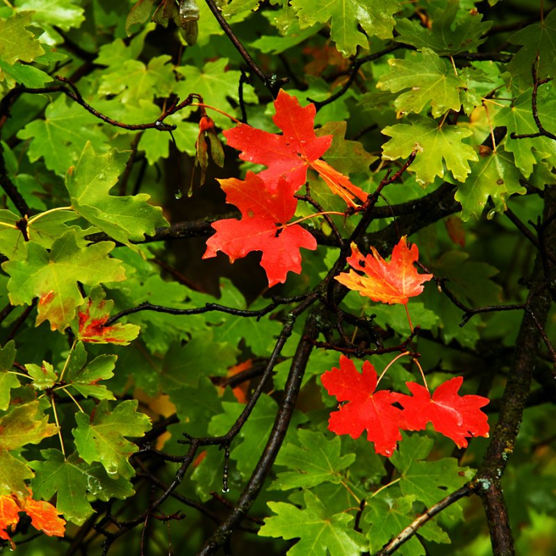 First to Autumn Red