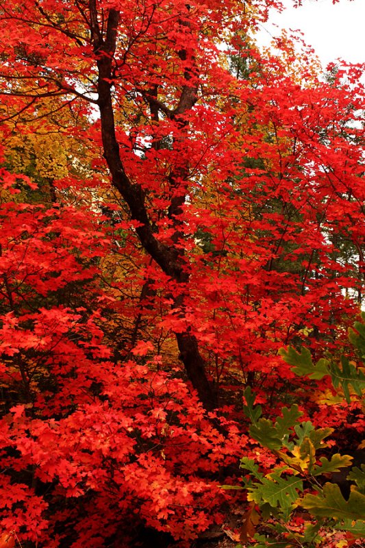 Autumns Red Fire