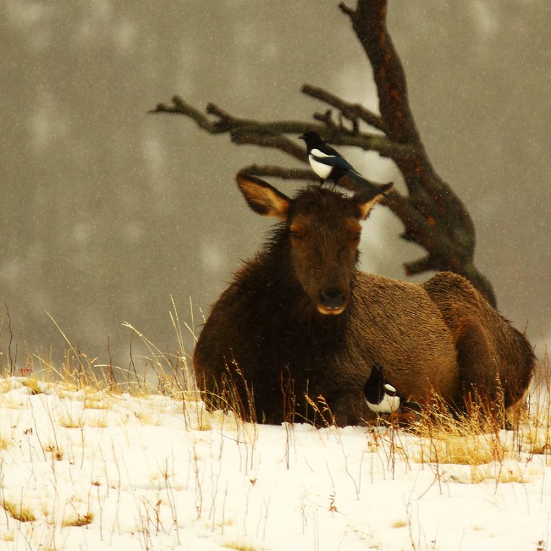 Friends in the Snow