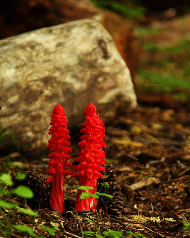 Beautiful Red