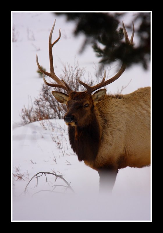 Winter Portrait