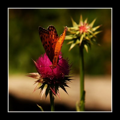 Being a Butterfly