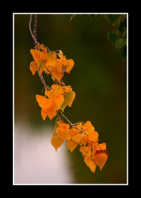 Before the Fall