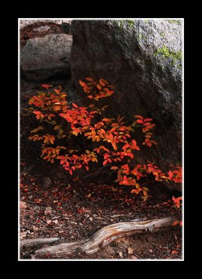 Autumn Ground Cover