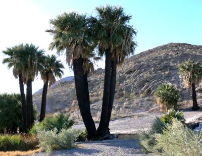 Stately_Palms.jpg
