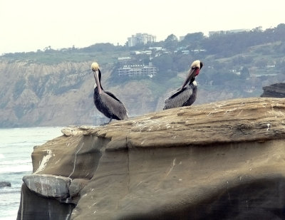 Pelican Friends.jpg