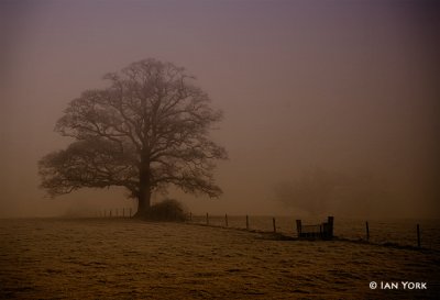 Arboretum