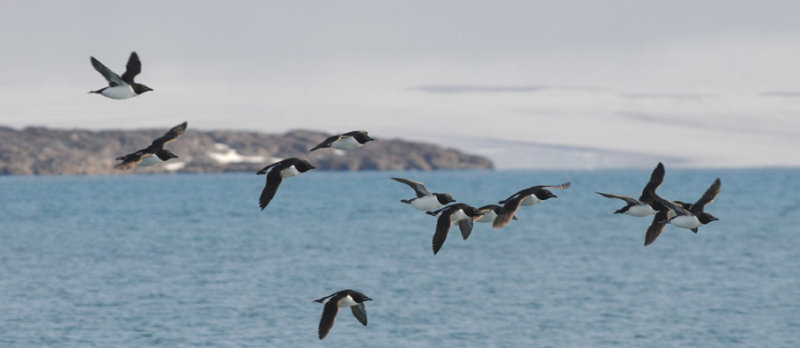 Brnnichs Guillemot - Kortbekzeekoet - Uria lomvia