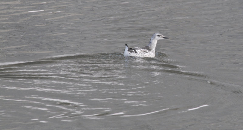 Black Guillemot- Zwarte Zeekoet - Cepphus grylle