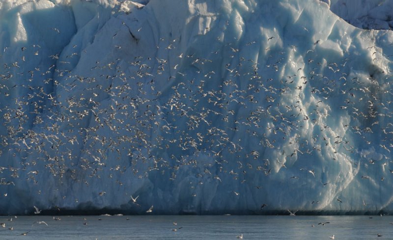 Monacoglacier & Gulls