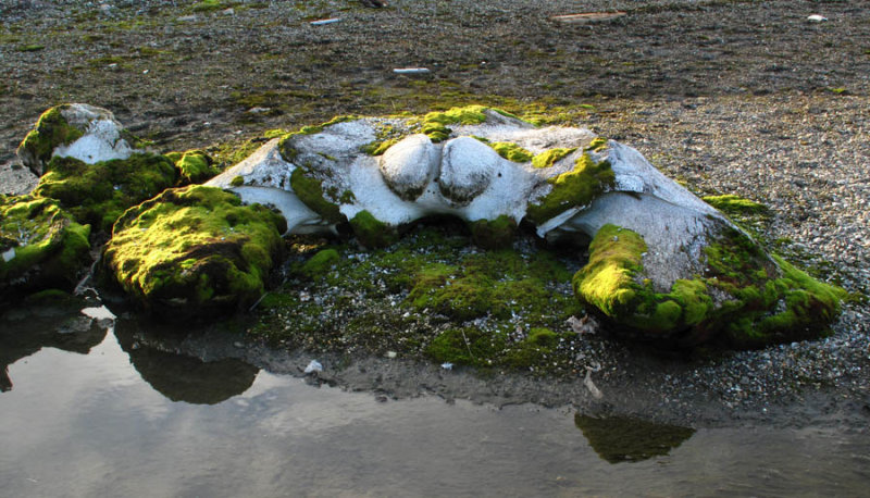 Bowhead skull