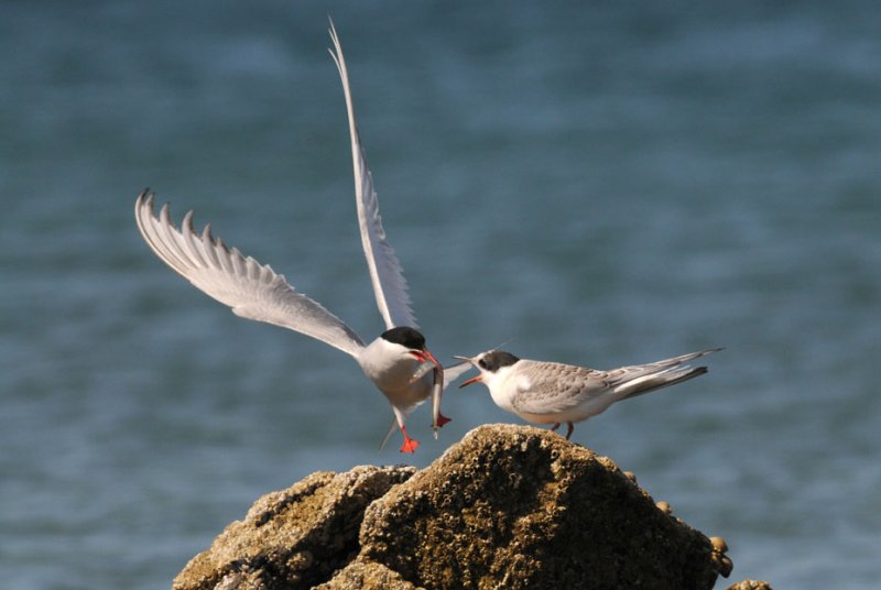 Arctic Tern [Sterna paradisaea]
