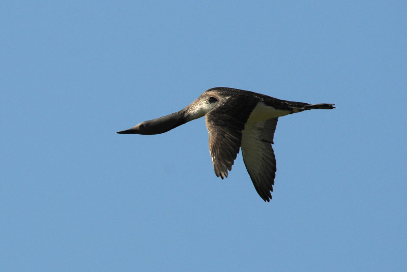 Red Throated Diver - Roodkeelduiker.- Gavia stellata