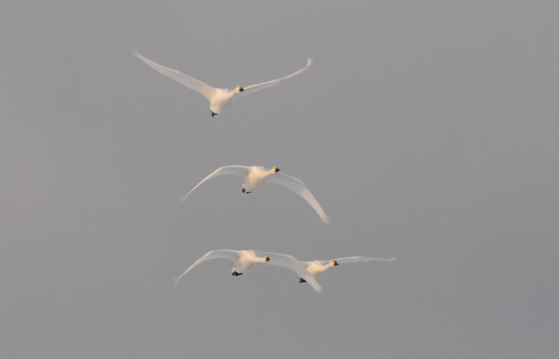 Whooper Swan - Cygnus cygnus - Wilde Zwaan