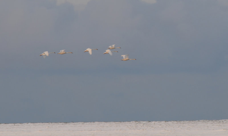 Whooper Swan - Wilde Zwaan - Cygnus cygnus