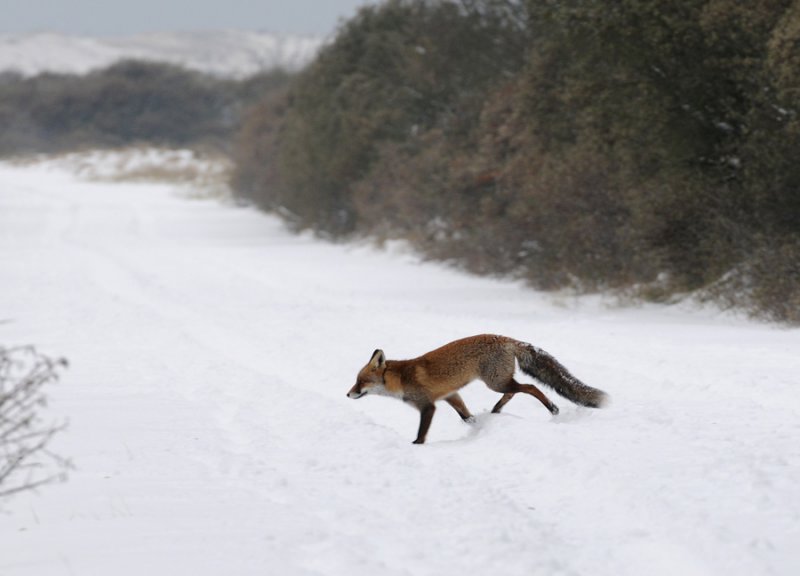 Red Fox - Vos