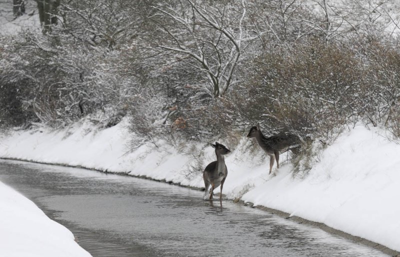 Fallow Deer - Damhert