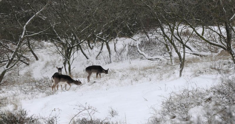 Fallow Deer - Damhert