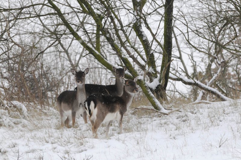 Fallow Deer - Damhert