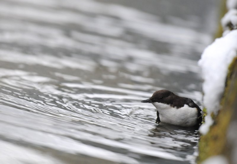 Dipper - Cinclus cinclus - Waterspreeuw