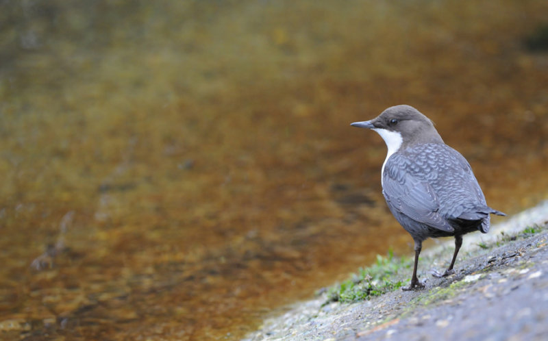 Dipper - Cinclus cinclus - Waterspreeuw