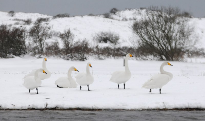 Whooper Swan - Cygnus cygnus - Wilde Zwaan
