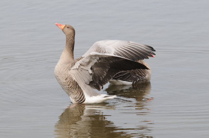 Greyleg- Goose - Grauwe gans.JPG