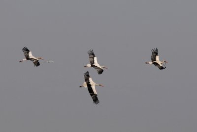 DSC_7470  white storks.jpg